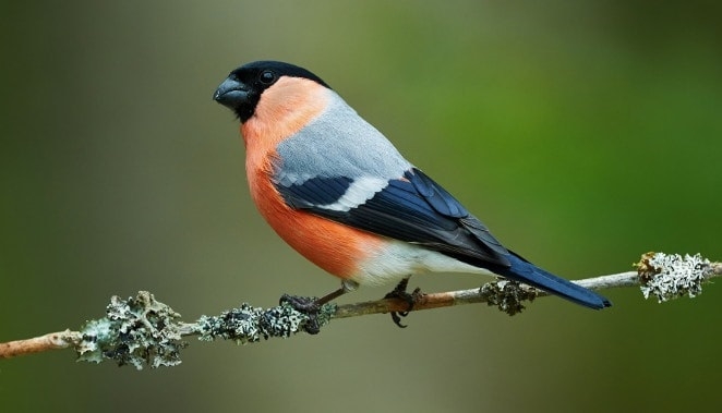 Bird Care & Wildlife Bird Care & Wildlife