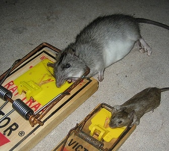 Rat & Mouse
