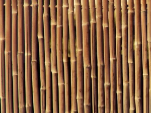 Bamboo Canes