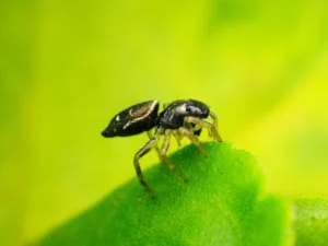 Bug & Ants