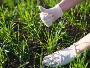 Grass Seed