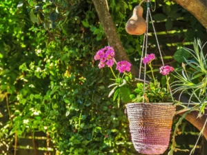 Hanging Baskets