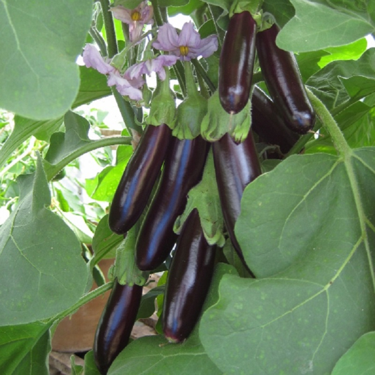 Kings – Aurbergine Long Purple