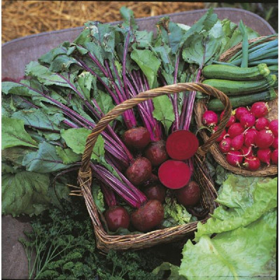 Kings – Beetroot Boltardy Seeds
