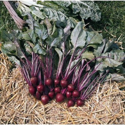 Kings – Beetroot Pablo F1