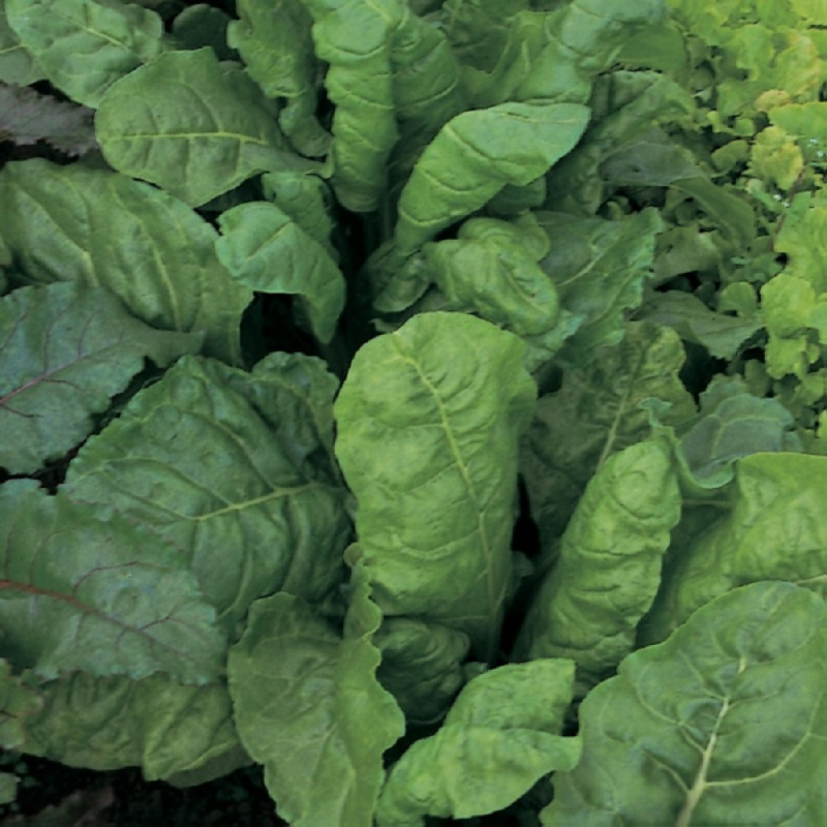 Kings – Leaf Beet Perpetual Spinach Seeds
