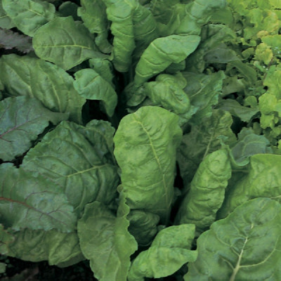 Kings – Leaf Beet Perpetual Spinach Seeds