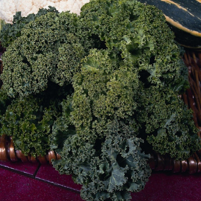 Kings – Borecole Dwarf Green Curled Seeds