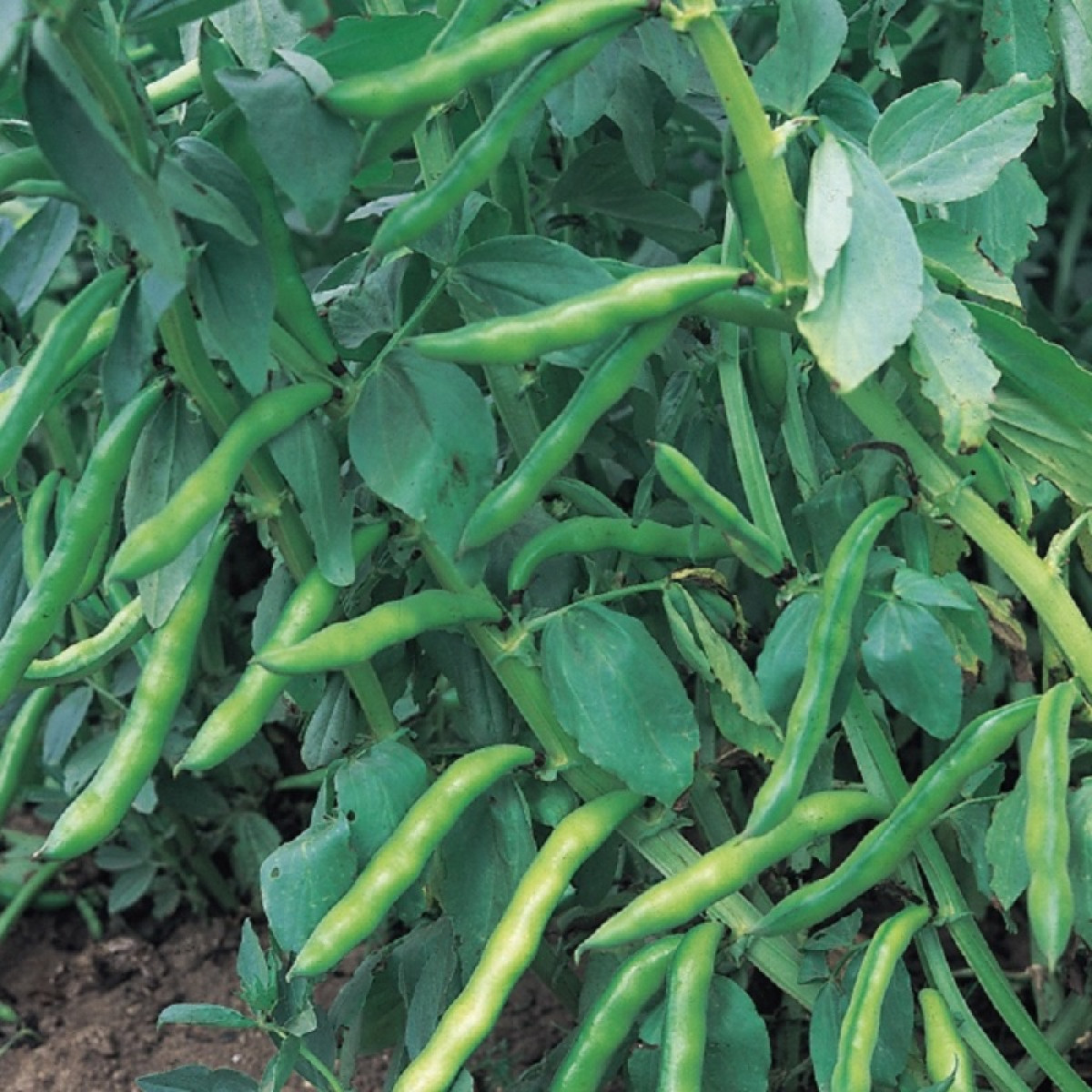 Kings – Broad Bean Aquadulce Claudia