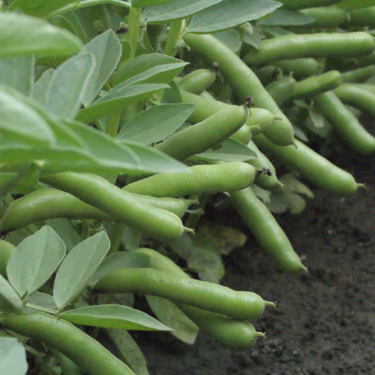 Kings – Broad Bean De Monica