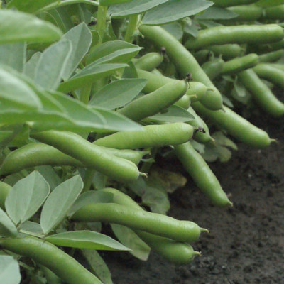 Kings – Broad Bean De Monica