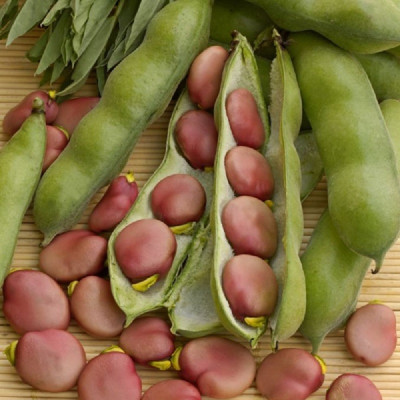 Kings – Broad Bean Karmazyn