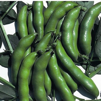 Kings – Broad Bean The Sutton