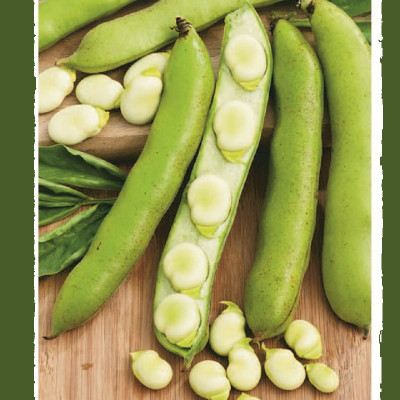 Kings – Broad Bean Witkiem Manita