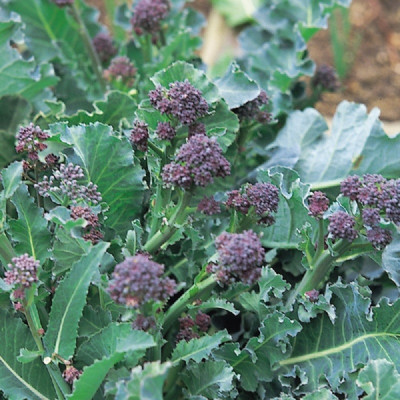 Kings – Broccoli Purple Sprouting
