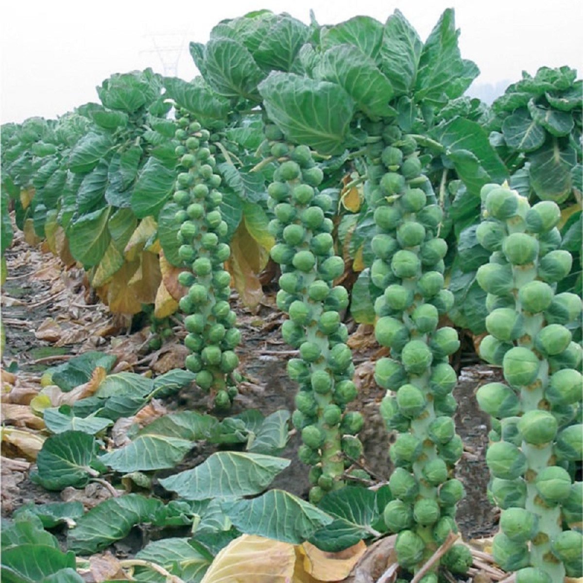 Kings – Brussels Sprout Brendan F1