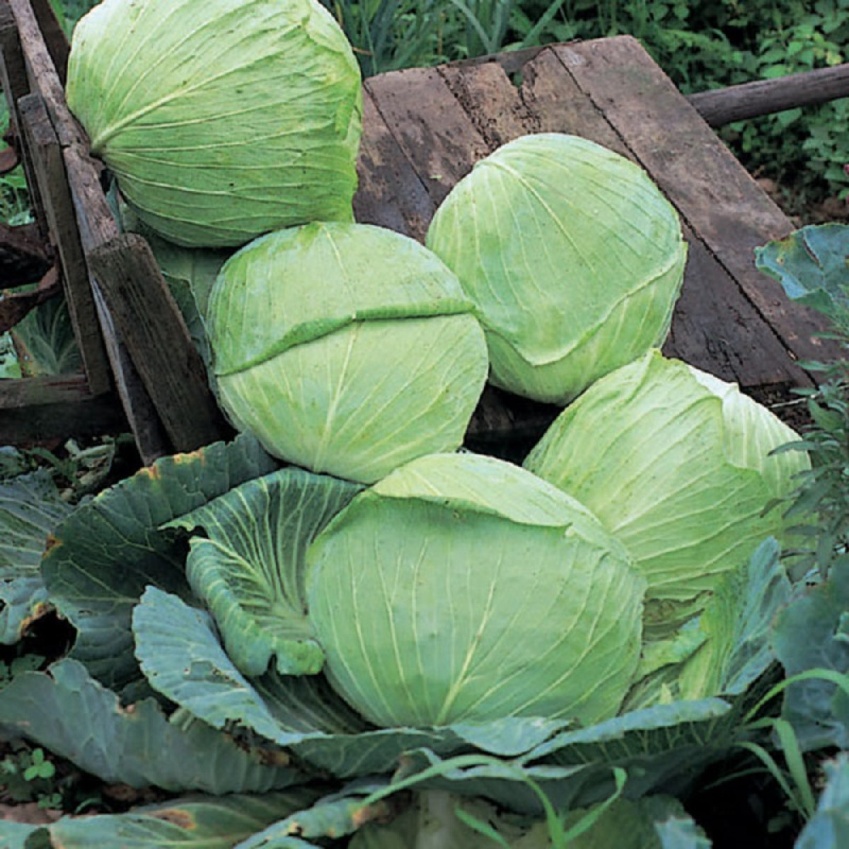 Kings – Cabbage Golden Acre