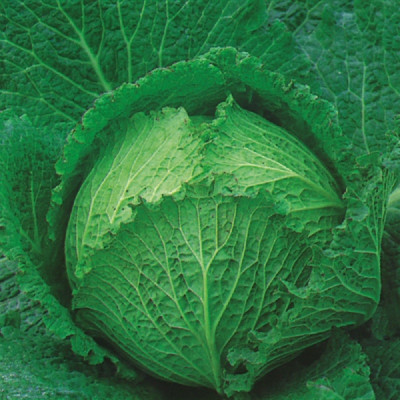 Kings – Cabbage Tundra F1