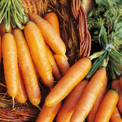 Kings – Carrot Amsterdam Forcing 3 Seeds