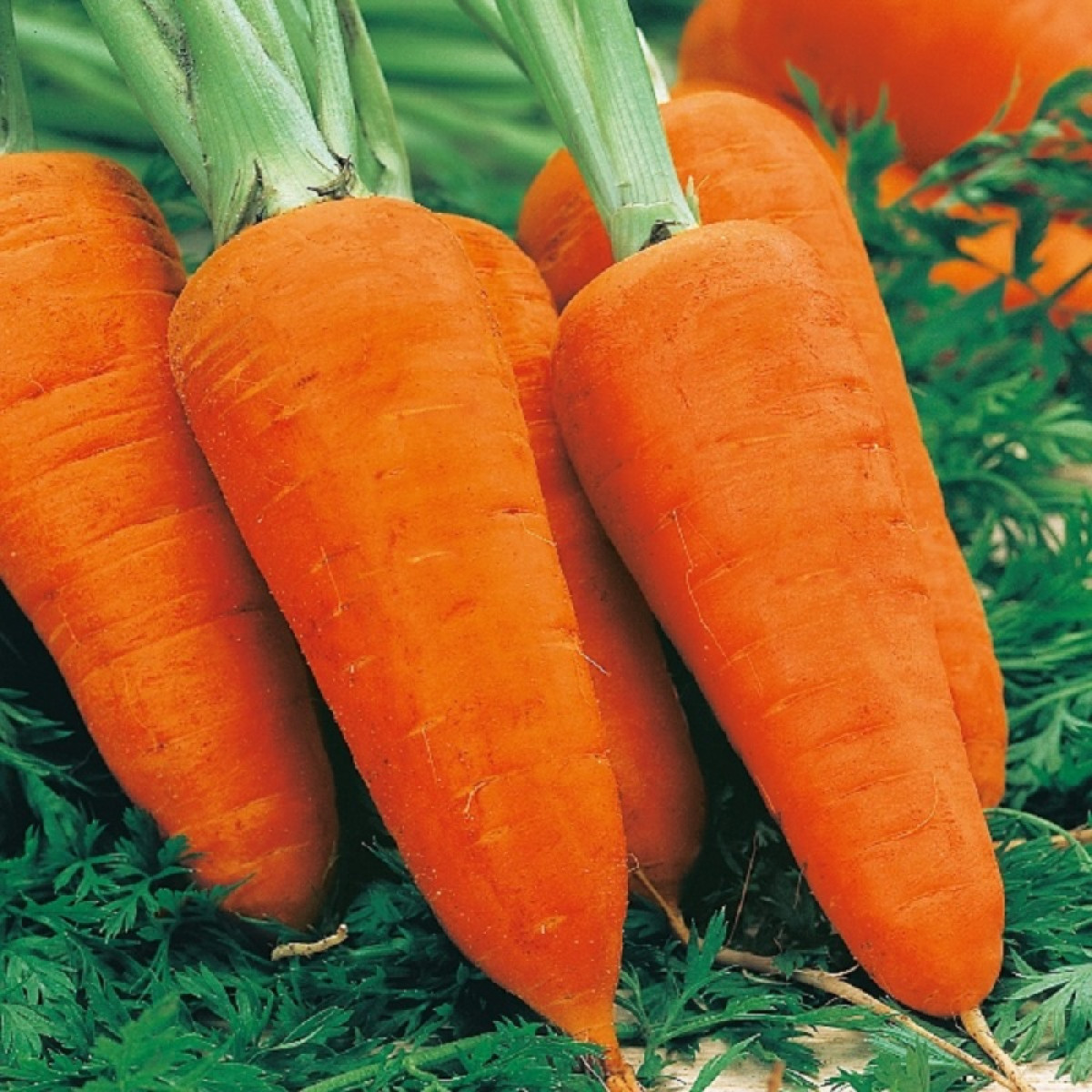 Kings – Carrot Chantenay Red Cored Seeds