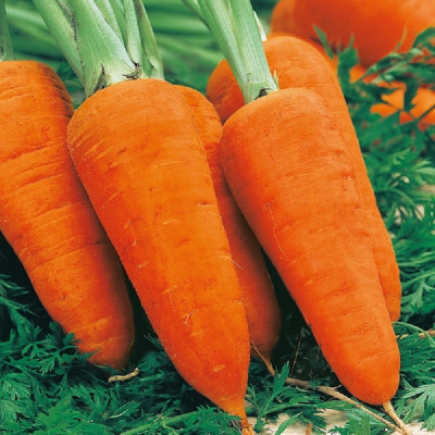 Kings – Carrot Chantenay Red Cored Seeds
