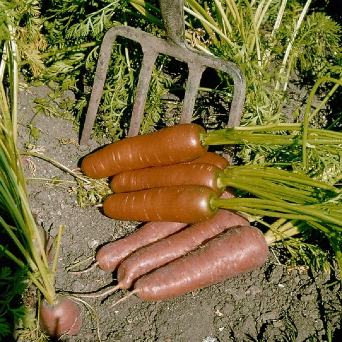 Kings – Carrot Flyaway F1 Seeds