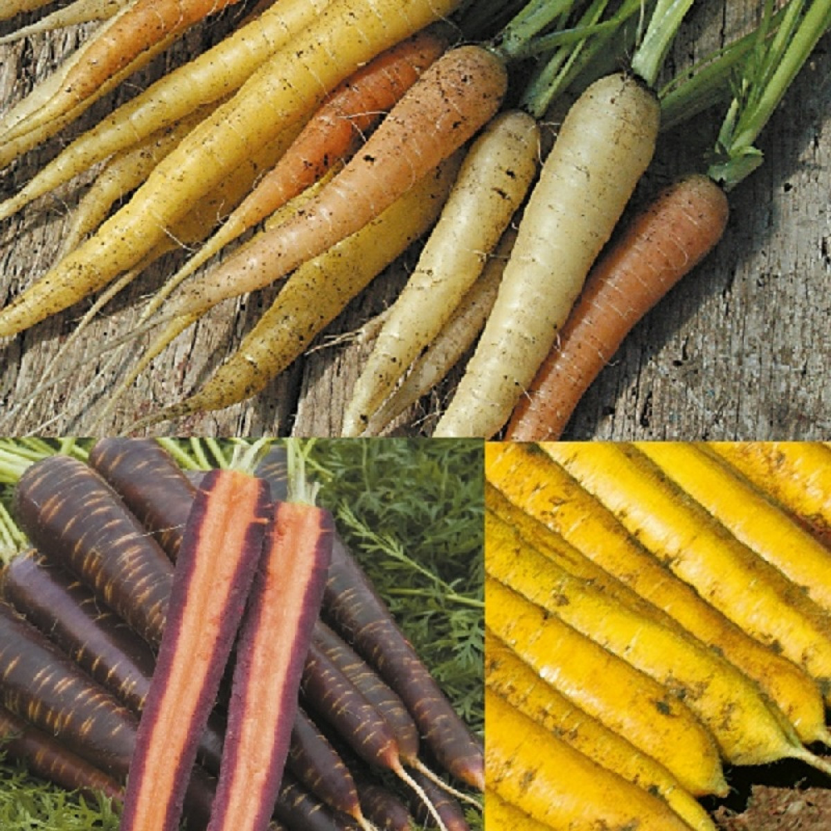 Kings – Carrot Mixed