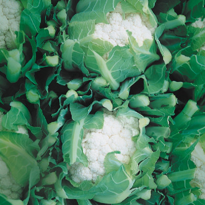 Kings – Cauliflower Cendis F1