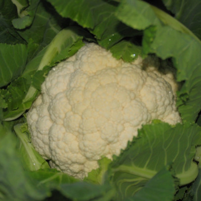 Kings – Cauliflower Fargo F1