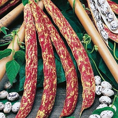 Kings – Climbing French Bean Barlotta Lingua Di Fuoco
