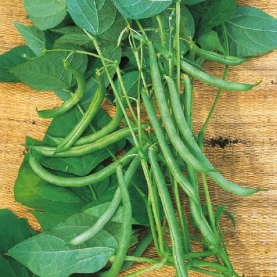 Kings – Climbing French Bean Blue Lake