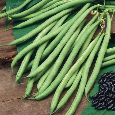 Kings – Climbing French Bean Cobra