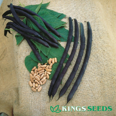 Kings – Climbing French Bean Cosse Violette