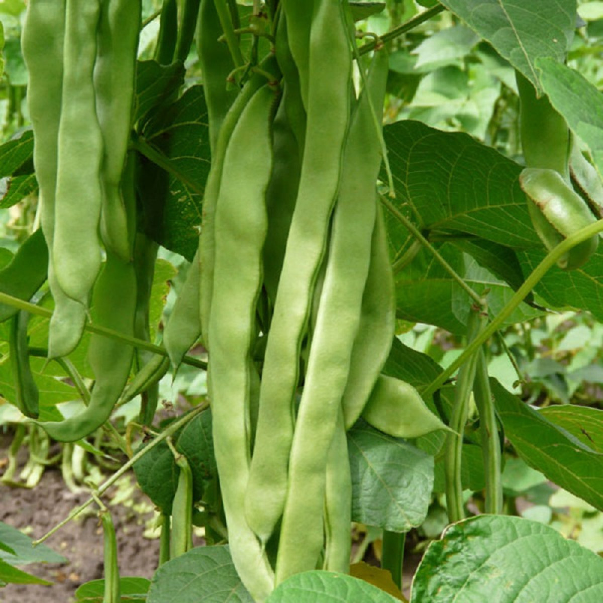 Kings – Climbing French Bean Hunter