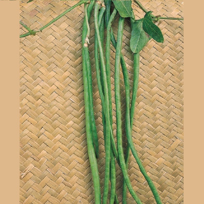 Kings – Climbing French Bean Yard Long