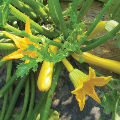Kings – Courgette Orelia F1