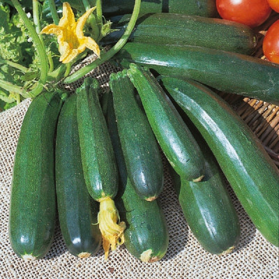 Kings – Courgette Zucchini Seeds