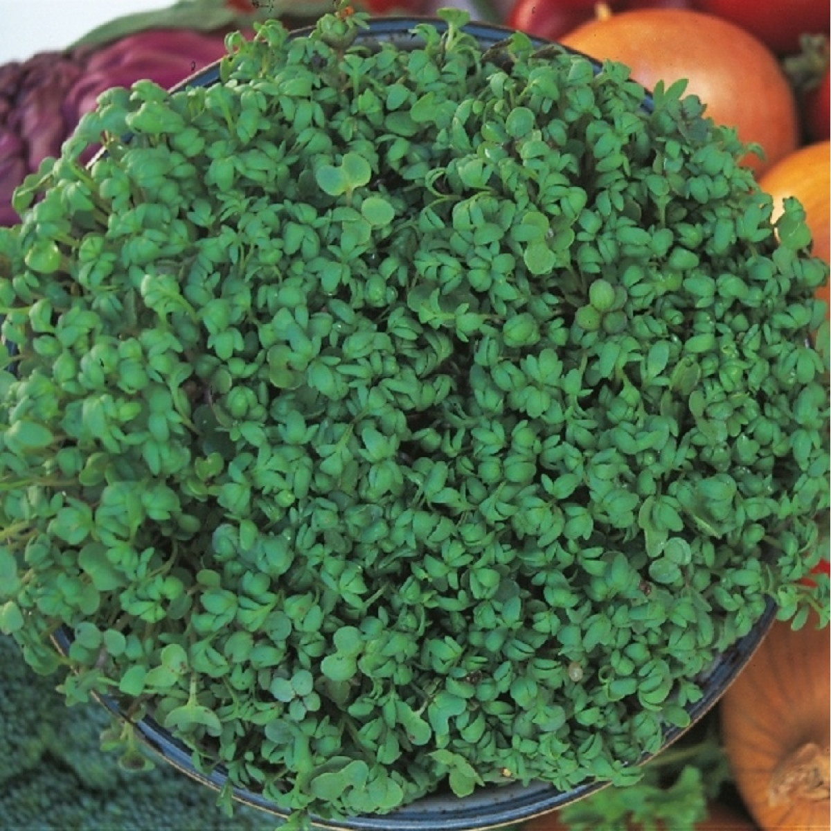 Kings – Cress Fine Curled Seeds