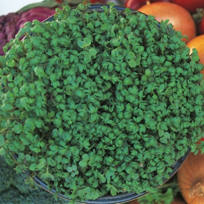 Kings – Cress Fine Curled Seeds