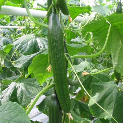 Kings – Cucumber Femspot F1 Seeds