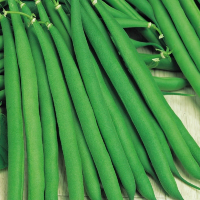 Kings – Dwarf French Bean Annabel