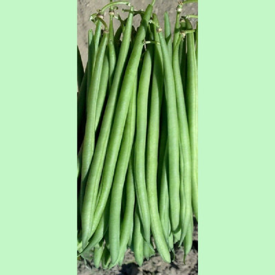 Kings – Dwarf French Bean Faraday