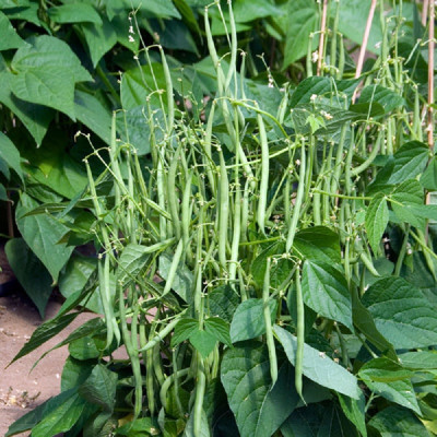 Kings – Dwarf French Bean Mascotte