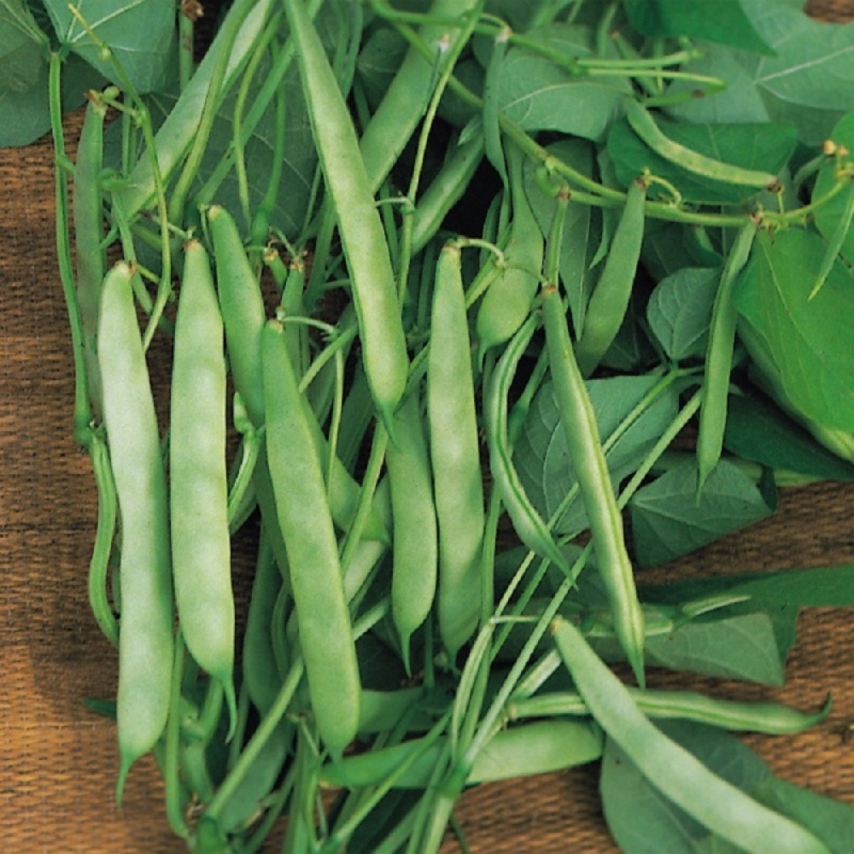 Kings – Dwarf French Bean Masterpiece Green