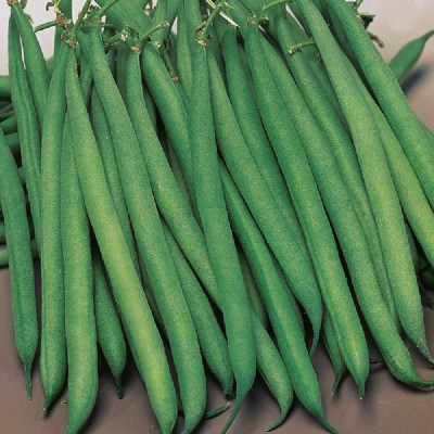 Kings – Dwarf French Bean Safari