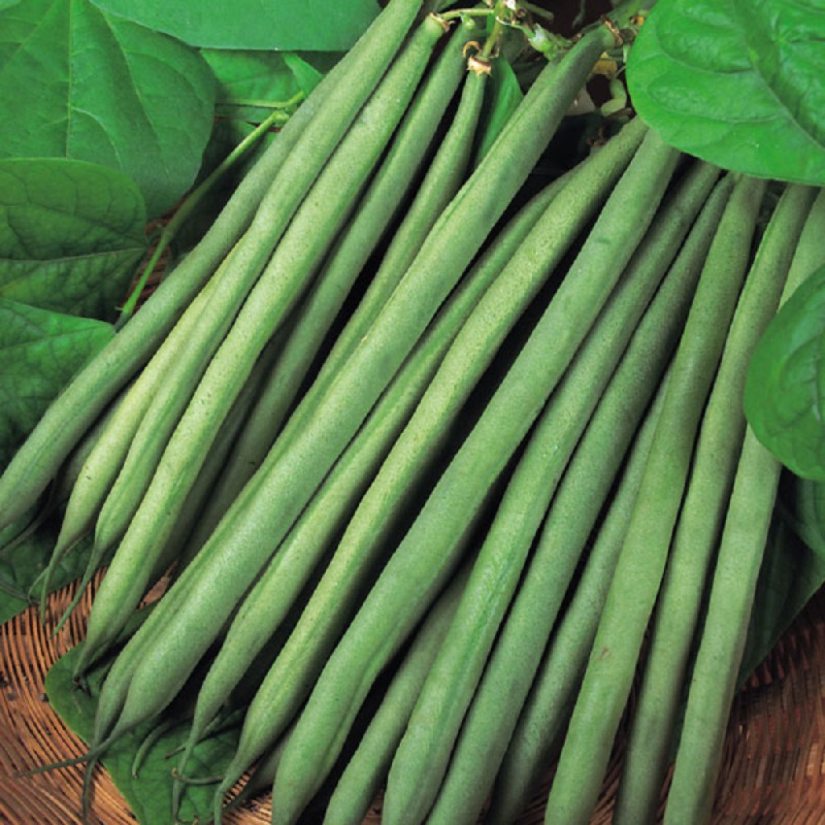 Kings – Dwarf French Bean Sprite