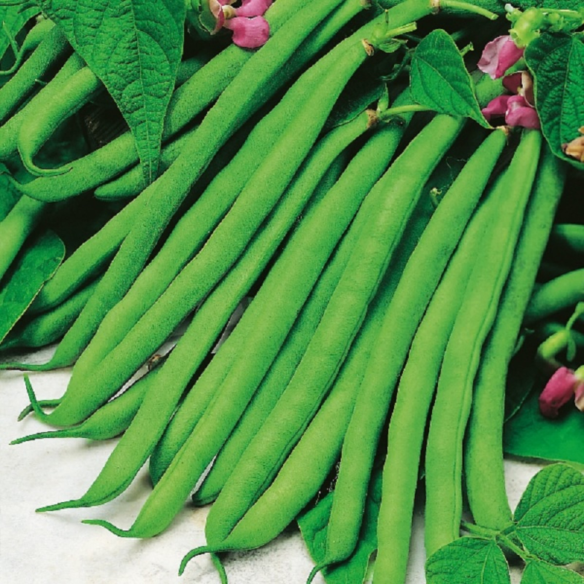 Kings – Dwarf French Bean Tendergreen
