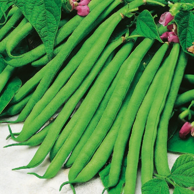 Kings – Dwarf French Bean Tendergreen