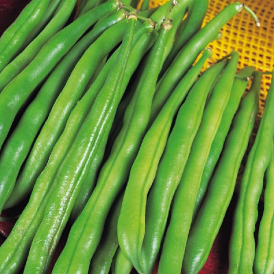 Kings – Dwarf French Bean The Prince