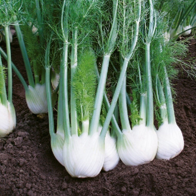 Kings – Fennel Rondo F1
